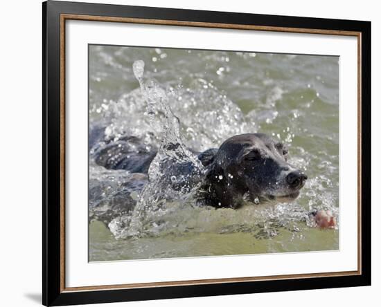 A Mini Italian Greyhound Named Gi-null-Framed Photographic Print