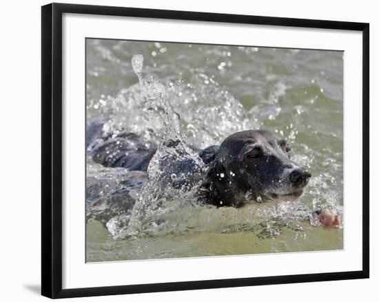 A Mini Italian Greyhound Named Gi-null-Framed Photographic Print