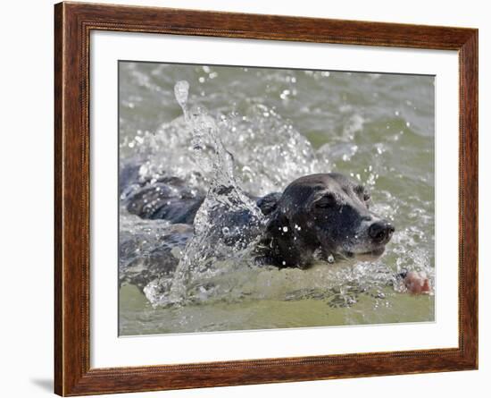 A Mini Italian Greyhound Named Gi-null-Framed Photographic Print