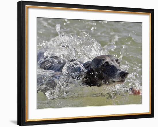 A Mini Italian Greyhound Named Gi-null-Framed Photographic Print