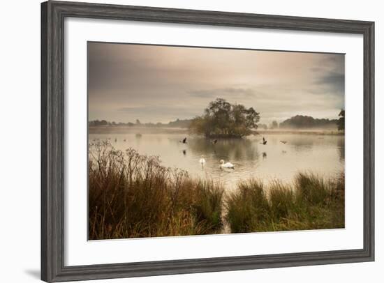 A Misty Autumn Pond Scene with Canada Geese and Mute Swans at Sunrise in Richmond Park-Alex Saberi-Framed Photographic Print