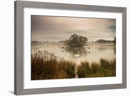 A Misty Autumn Pond Scene with Canada Geese and Mute Swans at Sunrise in Richmond Park-Alex Saberi-Framed Photographic Print