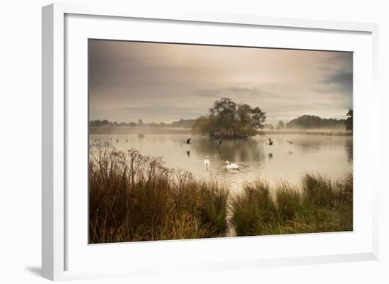 A Misty Autumn Pond Scene with Canada Geese and Mute Swans at Sunrise in Richmond Park-Alex Saberi-Framed Photographic Print