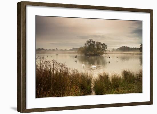 A Misty Autumn Pond Scene with Canada Geese and Mute Swans at Sunrise in Richmond Park-Alex Saberi-Framed Photographic Print