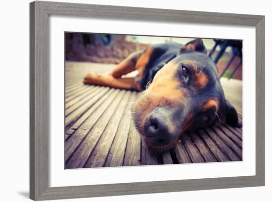 A Mixed Breed Dog Dozing on Wooden Deck-Jo millington-Framed Photographic Print