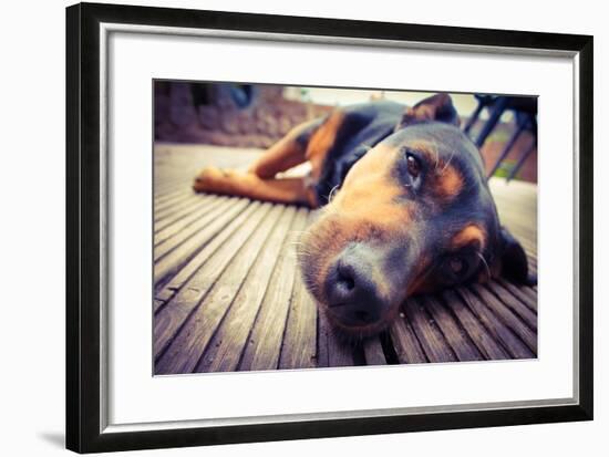 A Mixed Breed Dog Dozing on Wooden Deck-Jo millington-Framed Photographic Print
