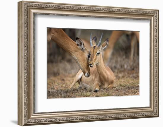 A Moment of Love-Mario Moreno-Framed Photographic Print