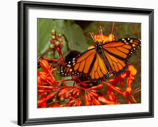 A Monarch Butterfly Rests on the Flowers of a Pagoda Plant-null-Framed Photographic Print