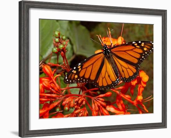 A Monarch Butterfly Rests on the Flowers of a Pagoda Plant-null-Framed Photographic Print