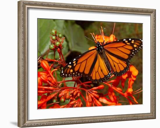 A Monarch Butterfly Rests on the Flowers of a Pagoda Plant-null-Framed Photographic Print