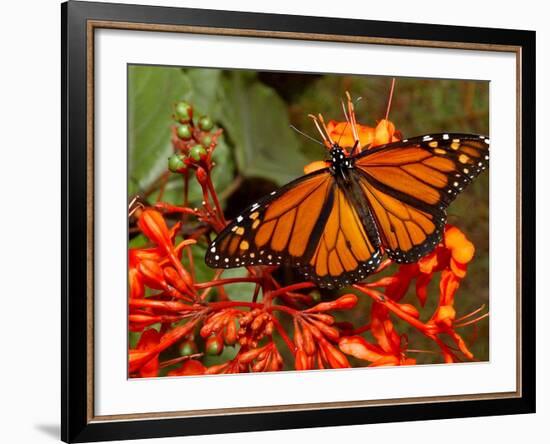 A Monarch Butterfly Rests on the Flowers of a Pagoda Plant-null-Framed Photographic Print