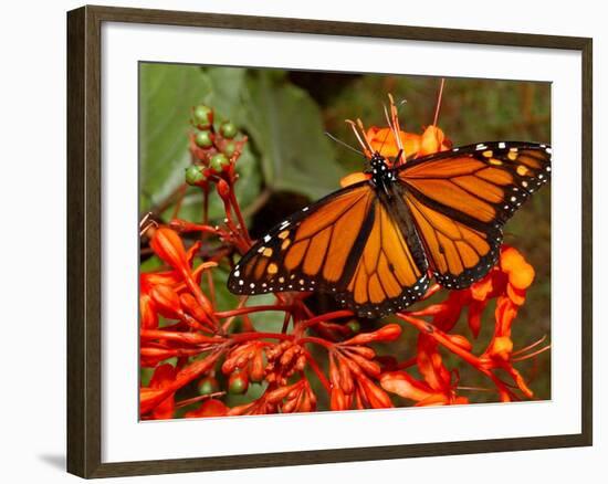 A Monarch Butterfly Rests on the Flowers of a Pagoda Plant-null-Framed Photographic Print