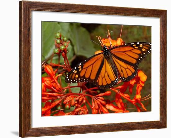 A Monarch Butterfly Rests on the Flowers of a Pagoda Plant-null-Framed Photographic Print