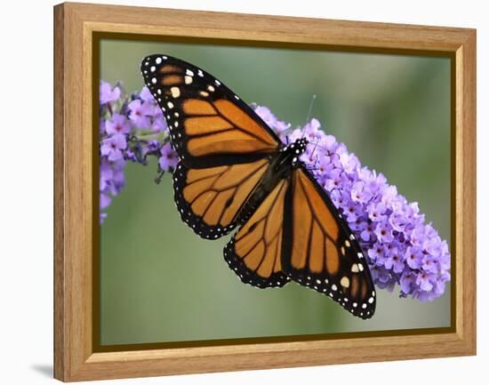 A Monarch Butterfly Spreads its Wings as It Feeds on the Flower of a Butterfly Bush-null-Framed Premier Image Canvas