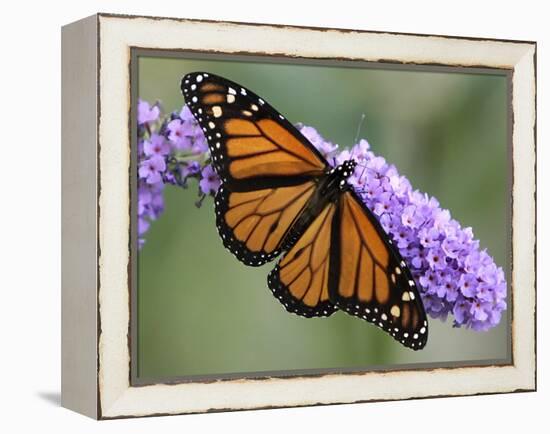 A Monarch Butterfly Spreads its Wings as It Feeds on the Flower of a Butterfly Bush-null-Framed Premier Image Canvas