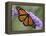 A Monarch Butterfly Spreads its Wings as It Feeds on the Flower of a Butterfly Bush-null-Framed Premier Image Canvas