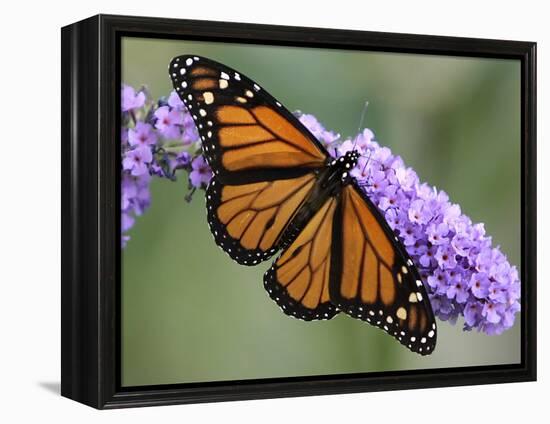 A Monarch Butterfly Spreads its Wings as It Feeds on the Flower of a Butterfly Bush-null-Framed Premier Image Canvas