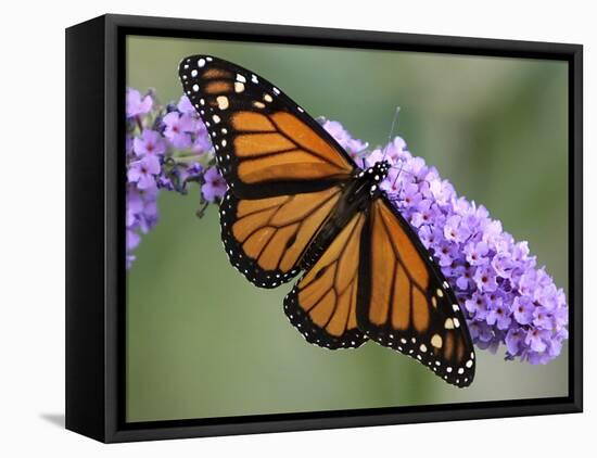 A Monarch Butterfly Spreads its Wings as It Feeds on the Flower of a Butterfly Bush-null-Framed Premier Image Canvas