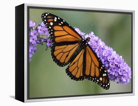 A Monarch Butterfly Spreads its Wings as It Feeds on the Flower of a Butterfly Bush-null-Framed Premier Image Canvas