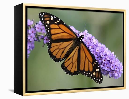 A Monarch Butterfly Spreads its Wings as It Feeds on the Flower of a Butterfly Bush-null-Framed Premier Image Canvas