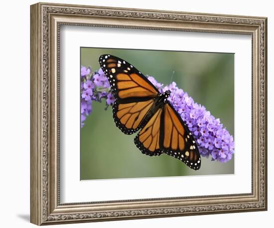 A Monarch Butterfly Spreads its Wings as It Feeds on the Flower of a Butterfly Bush-null-Framed Photographic Print