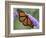 A Monarch Butterfly Spreads its Wings as It Feeds on the Flower of a Butterfly Bush-null-Framed Photographic Print