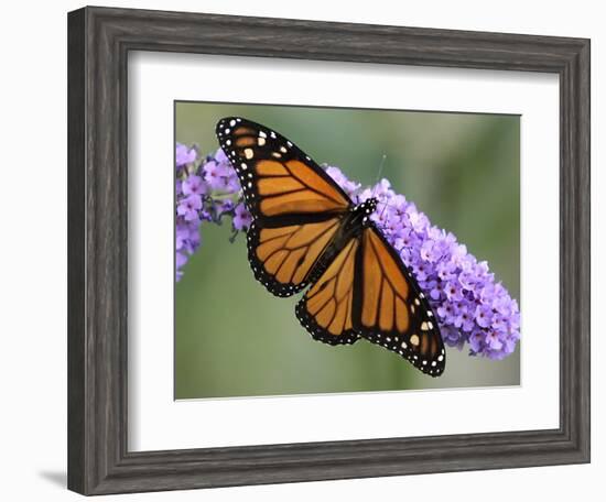 A Monarch Butterfly Spreads its Wings as It Feeds on the Flower of a Butterfly Bush-null-Framed Photographic Print