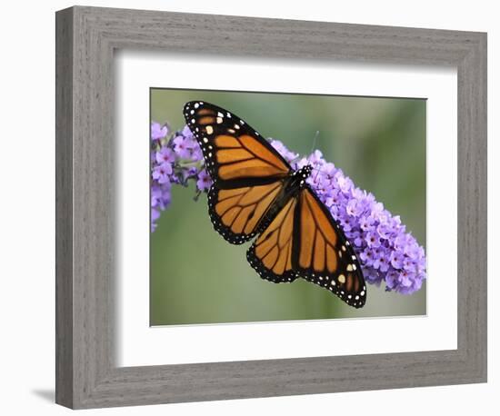 A Monarch Butterfly Spreads its Wings as It Feeds on the Flower of a Butterfly Bush-null-Framed Photographic Print