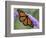 A Monarch Butterfly Spreads its Wings as It Feeds on the Flower of a Butterfly Bush-null-Framed Photographic Print