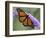 A Monarch Butterfly Spreads its Wings as It Feeds on the Flower of a Butterfly Bush-null-Framed Photographic Print