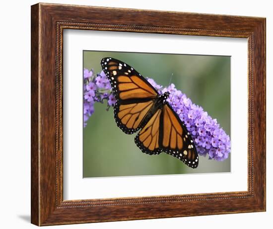 A Monarch Butterfly Spreads its Wings as It Feeds on the Flower of a Butterfly Bush-null-Framed Photographic Print