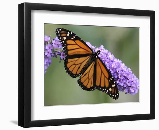 A Monarch Butterfly Spreads its Wings as It Feeds on the Flower of a Butterfly Bush-null-Framed Photographic Print