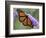 A Monarch Butterfly Spreads its Wings as It Feeds on the Flower of a Butterfly Bush-null-Framed Photographic Print