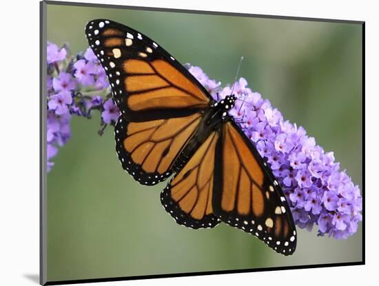 A Monarch Butterfly Spreads its Wings as It Feeds on the Flower of a Butterfly Bush-null-Mounted Photographic Print
