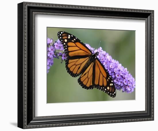 A Monarch Butterfly Spreads its Wings as It Feeds on the Flower of a Butterfly Bush-null-Framed Photographic Print