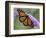 A Monarch Butterfly Spreads its Wings as It Feeds on the Flower of a Butterfly Bush-null-Framed Photographic Print