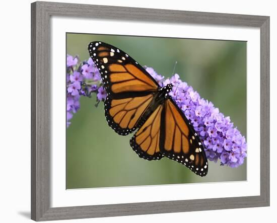 A Monarch Butterfly Spreads its Wings as It Feeds on the Flower of a Butterfly Bush-null-Framed Photographic Print