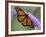 A Monarch Butterfly Spreads its Wings as It Feeds on the Flower of a Butterfly Bush-null-Framed Photographic Print