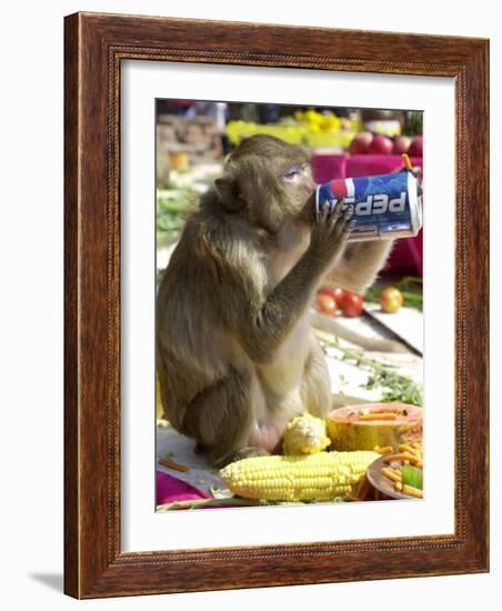 A Monkey Drinks Cola-null-Framed Photographic Print