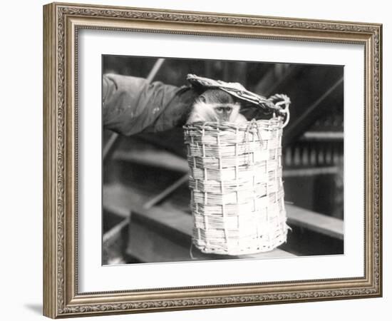 A Monkey in a Hamper at Zsl London Zoo, December 1922-Frederick William Bond-Framed Photographic Print