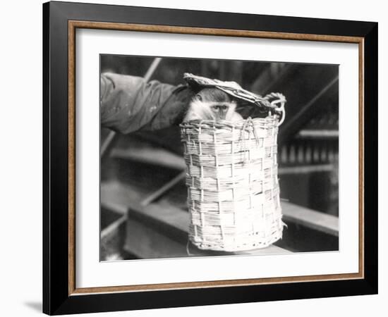 A Monkey in a Hamper at Zsl London Zoo, December 1922-Frederick William Bond-Framed Photographic Print