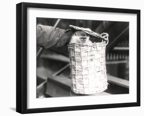 A Monkey in a Hamper at Zsl London Zoo, December 1922-Frederick William Bond-Framed Photographic Print