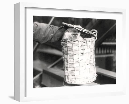 A Monkey in a Hamper at Zsl London Zoo, December 1922-Frederick William Bond-Framed Photographic Print