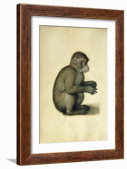 A Monkey-Albrecht Dürer-Framed Giclee Print