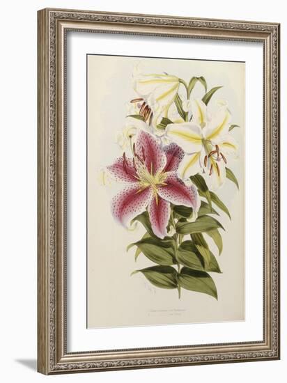 A Monograph of the Genus Lilium, Late 19th Century-Henry John Elwes-Framed Giclee Print