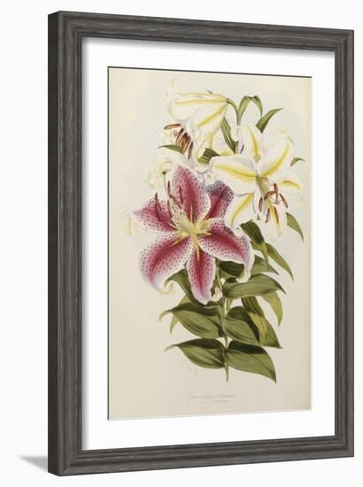 A Monograph of the Genus Lilium, Late 19th Century-Henry John Elwes-Framed Giclee Print