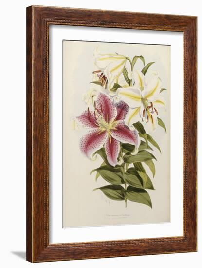 A Monograph of the Genus Lilium, Late 19th Century-Henry John Elwes-Framed Giclee Print