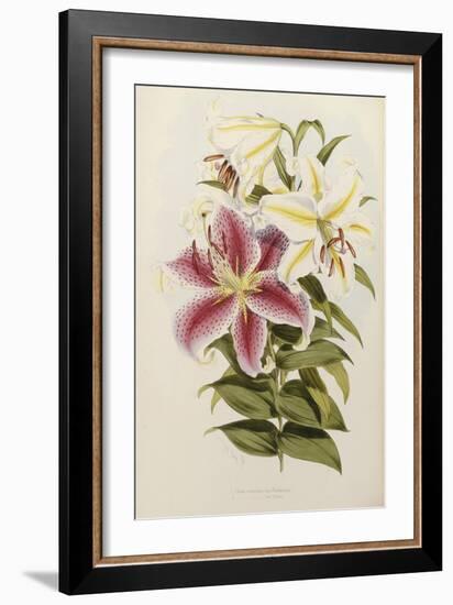 A Monograph of the Genus Lilium, Late 19th Century-Henry John Elwes-Framed Giclee Print