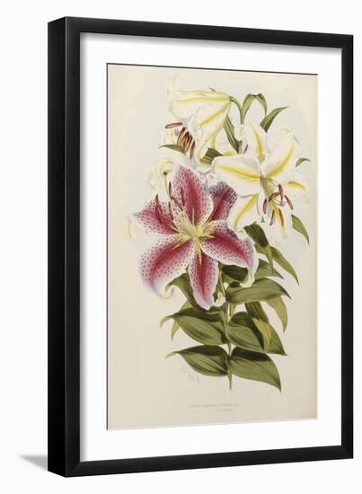 A Monograph of the Genus Lilium, Late 19th Century-Henry John Elwes-Framed Giclee Print