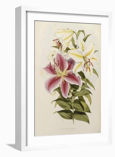 A Monograph of the Genus Lilium, Late 19th Century-Henry John Elwes-Framed Giclee Print